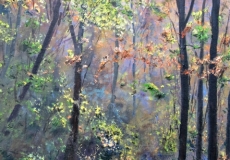 Dawn in the Forest