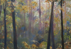 Deep-in-the-forest-at-5am