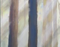 Sunbeams-in-the-Forest