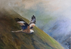 Red Kite ... Black Mountains (20x16ins)