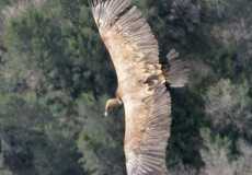 a-big-vulture