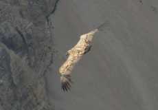 griffin-vulture-on-the-pic-du-bure-adj
