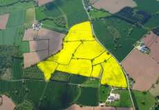oil-seed-rape