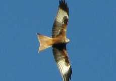 red-kite-1