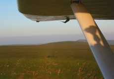 snoopy-on-the-wing