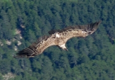 vulture-improved-2