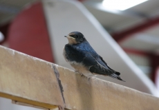 young-swallow-in-the-hanger